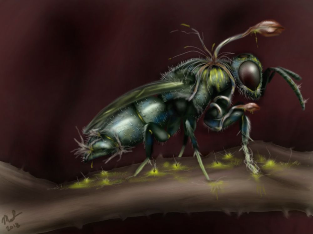 Drawing of a small green wasp parasitized by fungus.