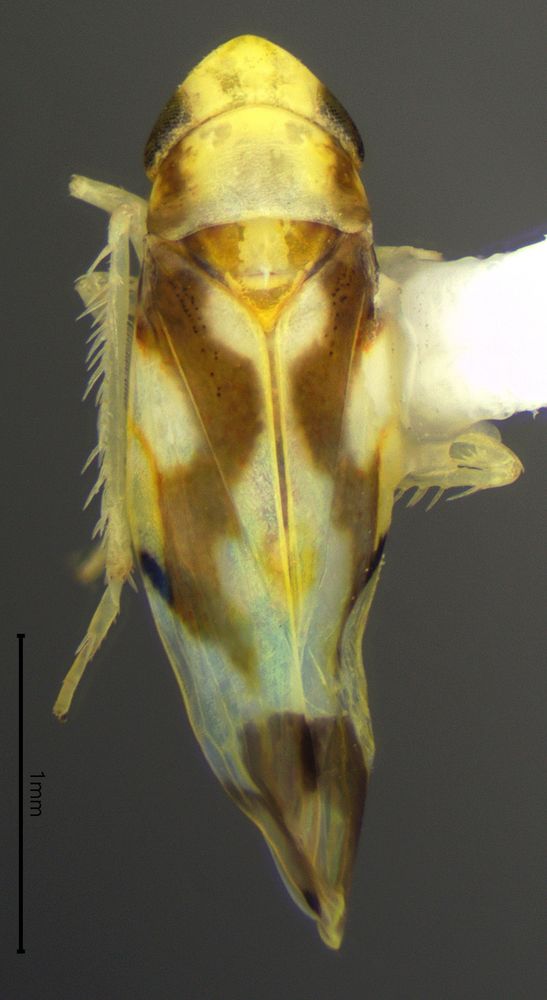 Dorsal view of a yellowish-white leafhopper with zigzag brown stripes.