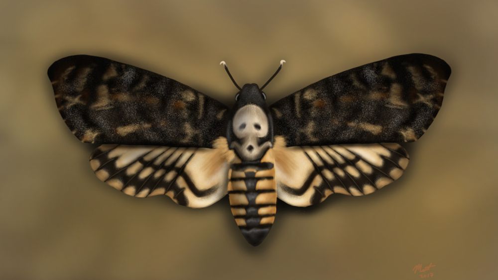 Drawing of a death's-head moth.