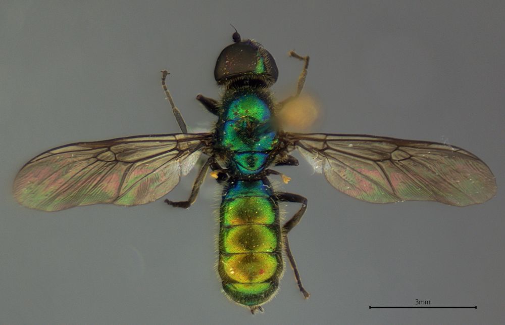 Photo of a shiny blue-green and yellow-green soldier fly specimen on a gray background.