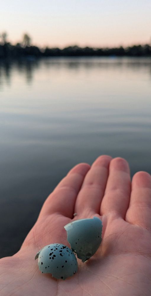 Pic of an open egg of song thrush in my hand, lake in background 