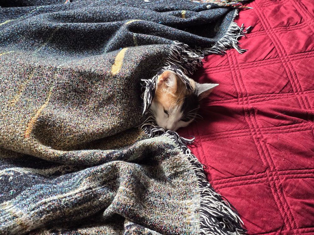 Azuki tucked under the cover with only her head sticking out