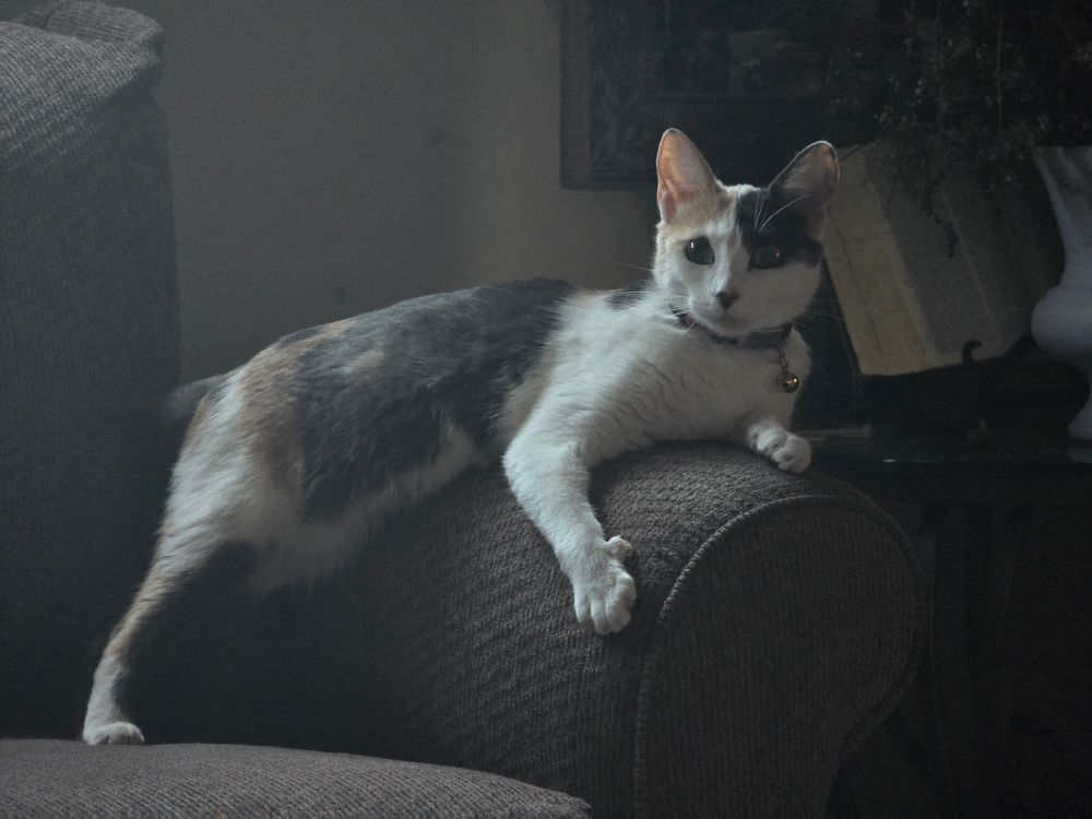 Azuki spread onto the arm of the couch