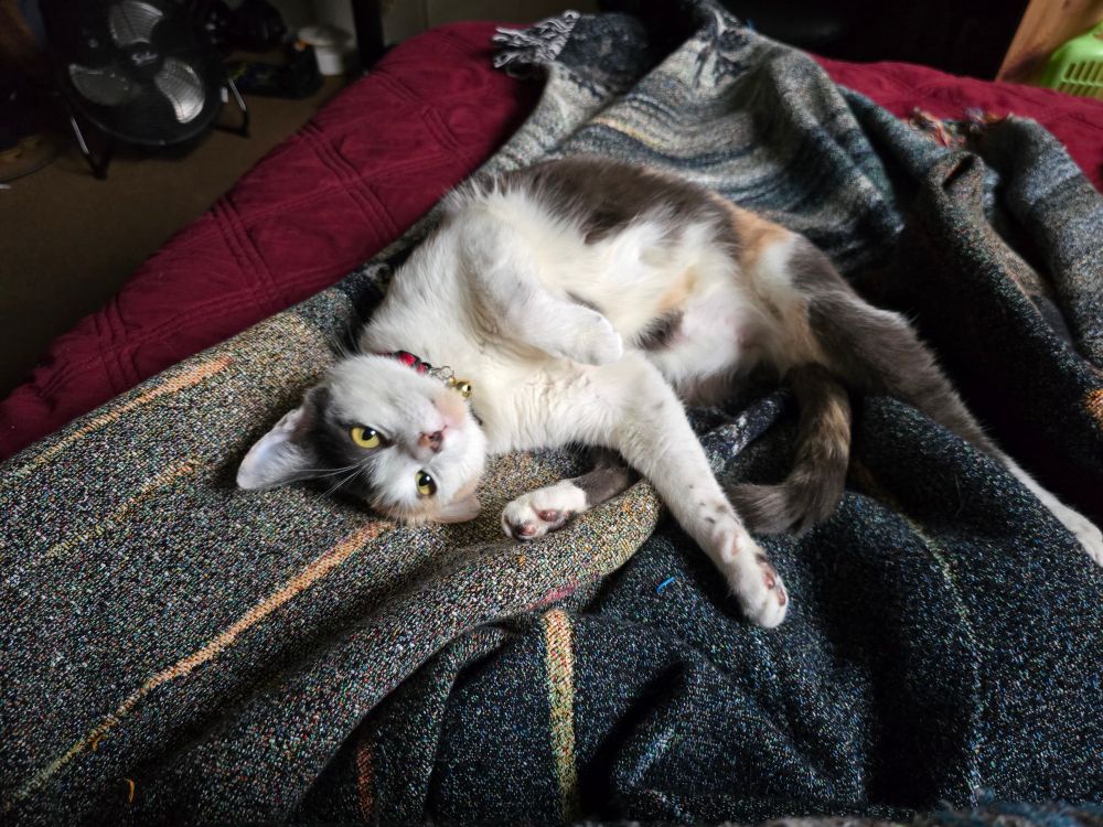 Azuki lazily laying on the bed