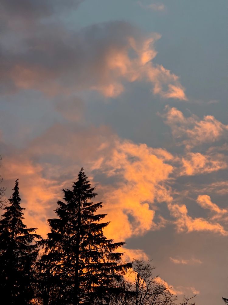 Vibrant orange clouds at sunset with large fir trees in the forefront 
