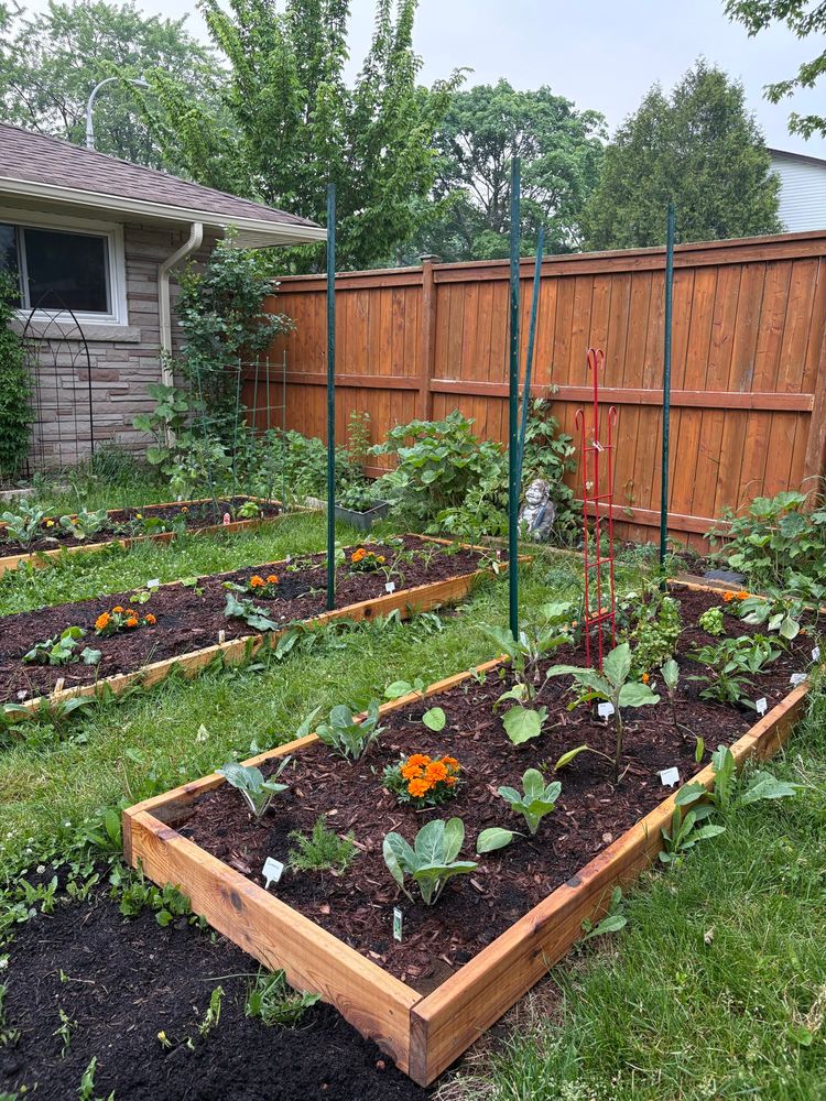 Três Canteiros de horta em terreno com gramado e cerca de madeira em volta. Não canteiros tem mudas de vegetais intercaladas com flores laranjas. 