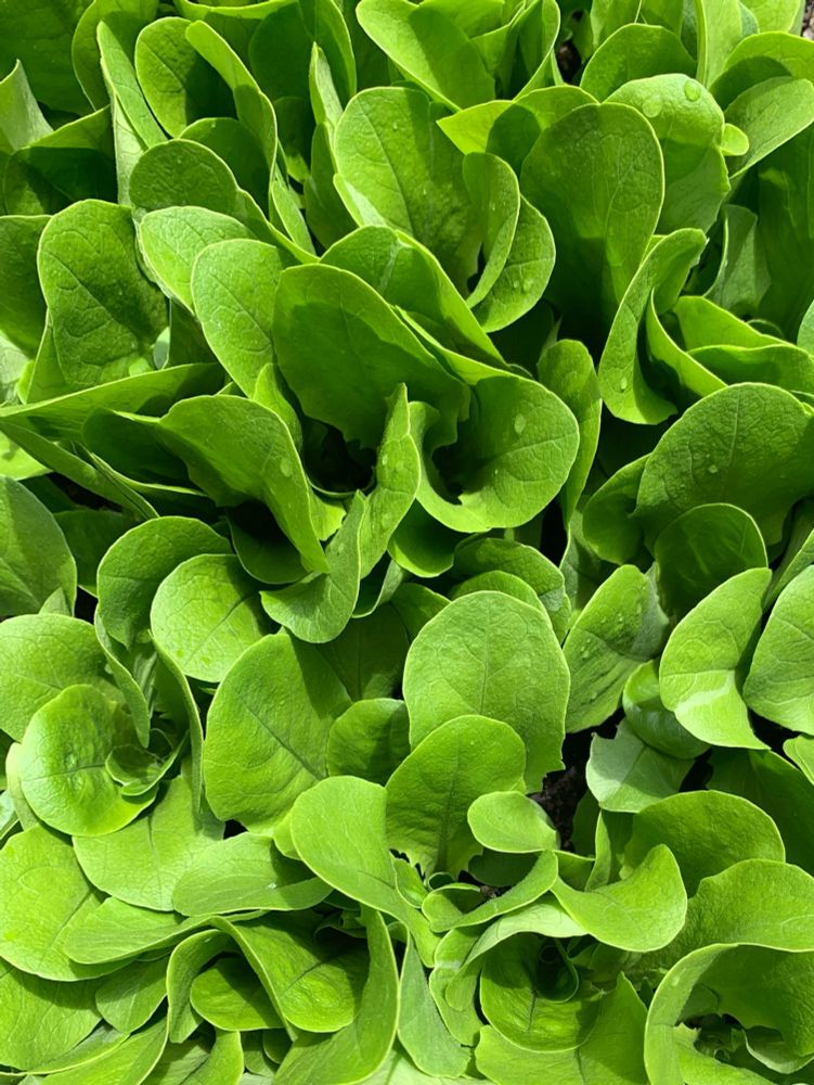 Row7 Spinach Lettuce