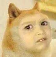 The serious girl meme photoshopped into a serious cat meme. Both memes together are magic and $$