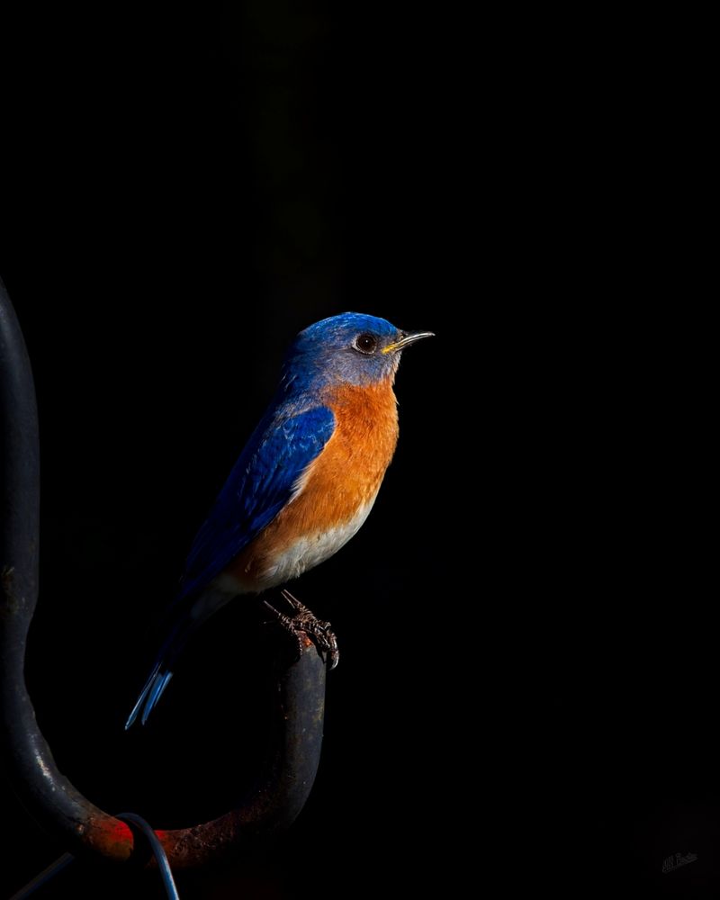 Ray of light shining on male eastern bluebird sitting on a Shepherd's hook against a black background