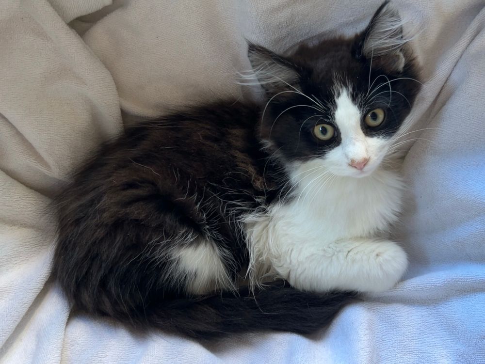 En svart og hvit katt ligger på en hvit pute. 