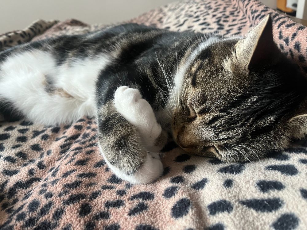 A tabby cat with a white chest and paws, sleeping with his paws curled over each other on a fluffy cheetah-spot blanket.