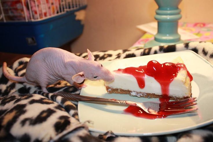 A naked rat nibbles on a slice of cheesecake with raspberry coulis. Alice via Pinterest.