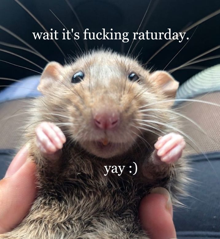 A brown dumbo rat lies on its back, its hands curled innocently. The caption reads: Wait it's fucking raturday. Yay :)

Julia via Pinterest. Edit by me. #rat #rats #rodent #rodents #raturday