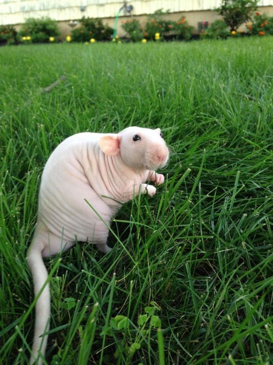 A wrinkly naked rat sits in the grass outdoors, its little hands raised. naliyah via Pinterest.