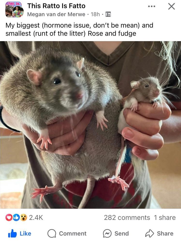 A screenshot of a Facebook post from This Ratto Is Fatto: My biggest (hormone issue, dont be mean) and smallest (runt of the litter) Rose and Fudge. Pictured are two brown rats being held - one gigantic, the other tiny.