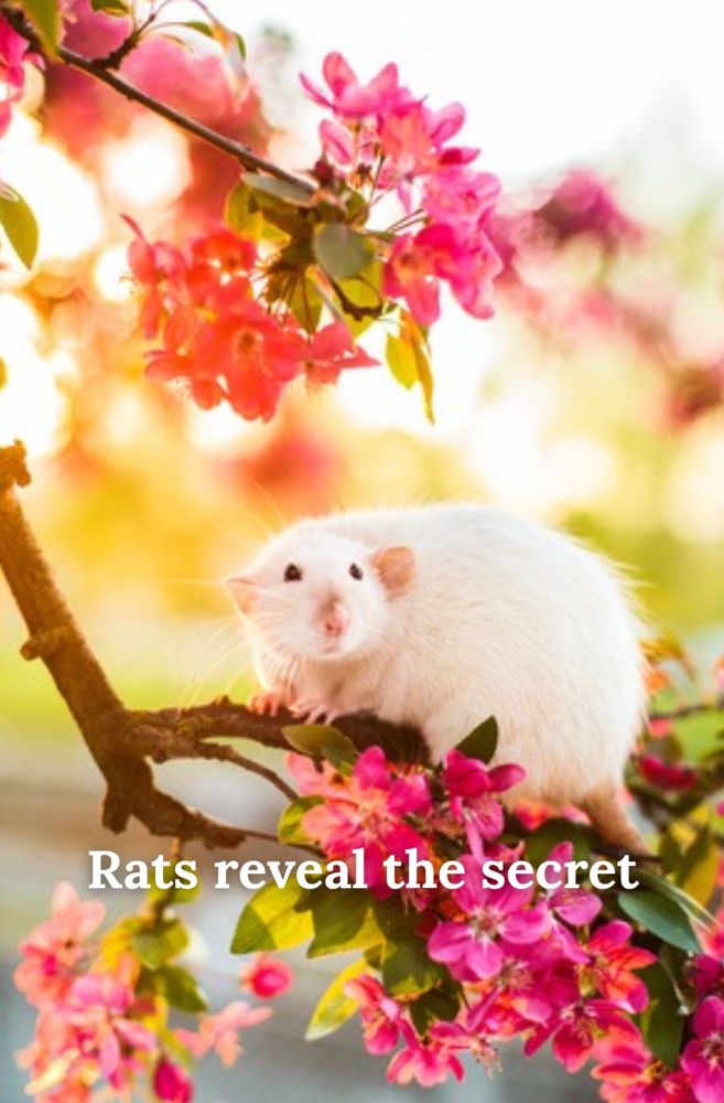 A Siamese rat sits in a beautifully lit tree amongst flowers. The caption reads: Rats reveal the secret. Edit by me.