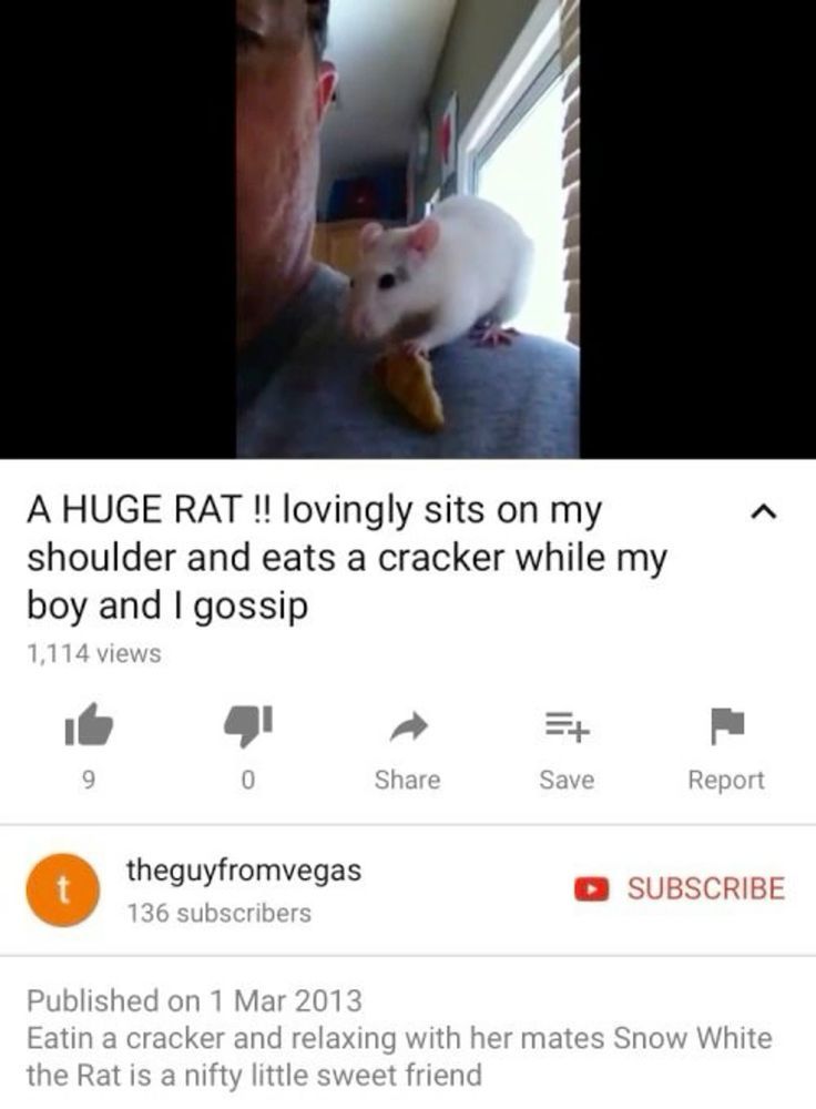 A YouTube screenshot of a video depicting a white rat with grey markings eating a cracker. The title of the video is: A HUGE RAT !! lovingly sits on my shoulder and eats a cracker while my boy and I gossip. By theguyfromvegas. Description says: Eatin a cracker and relaxing with her mates Snow White the Rat is a nifty little sweet friend.