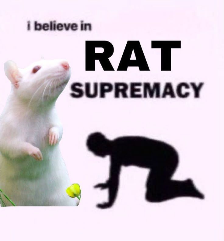 A poorly edited image stating, 'I belive in RAT SUPREMACY' with a silhouette of a person bowing to an albino rat. chrrygojo via Pinterest.