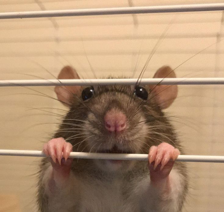 A brown gentle rat looks at you from its cage, its hands wrapped around the bar. Svet via Pinterest.