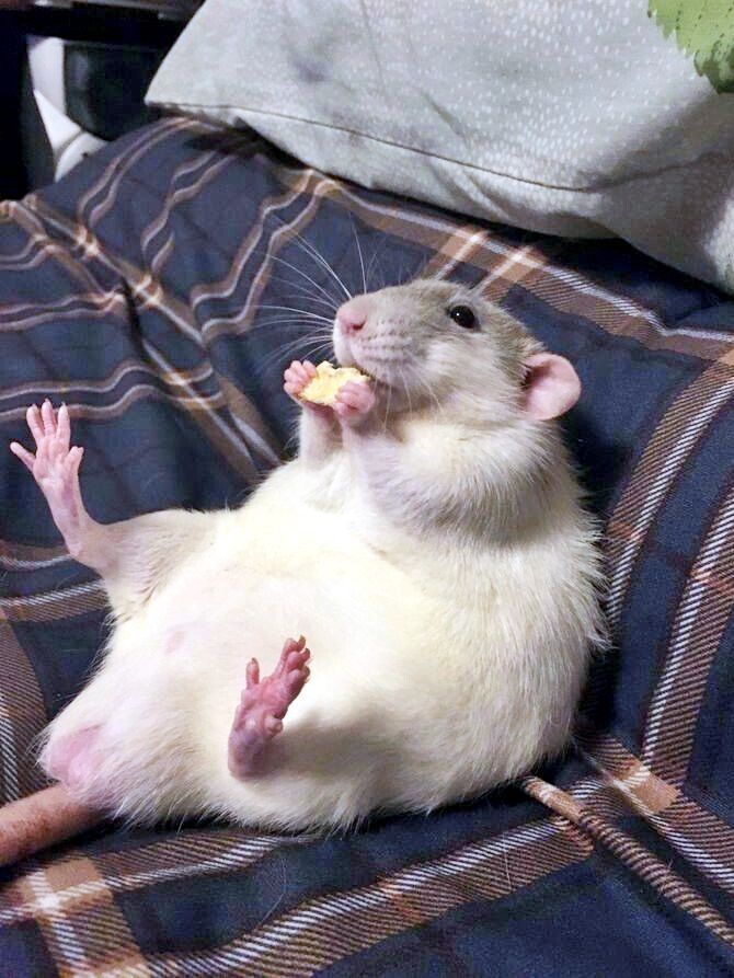 A tubby white rat with grey splotches sits on its back, eating. It sits on a large bed. Madelainegoth via Pinterest.