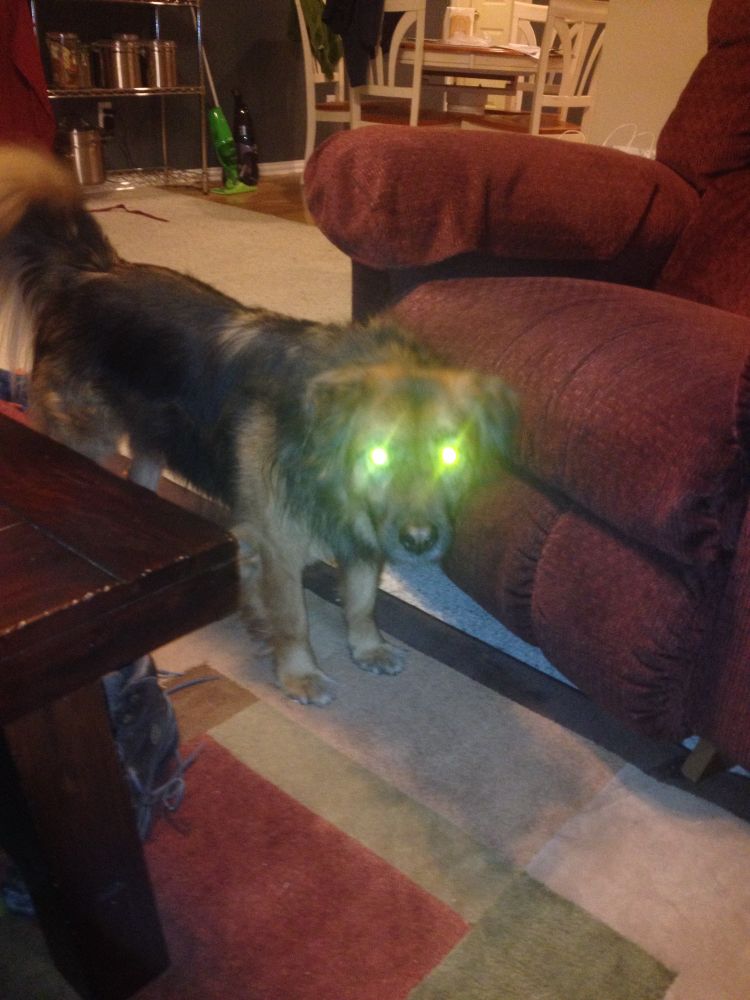A dog with glowing eyes