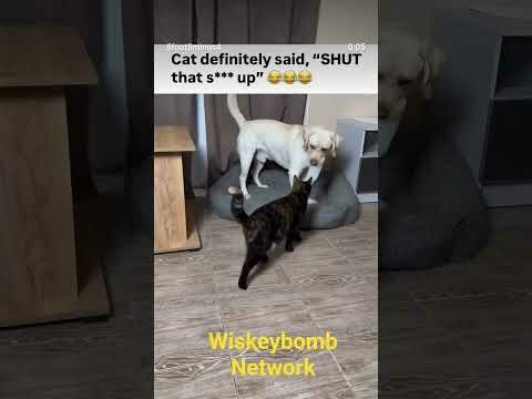 Cat knocks toy away from dog