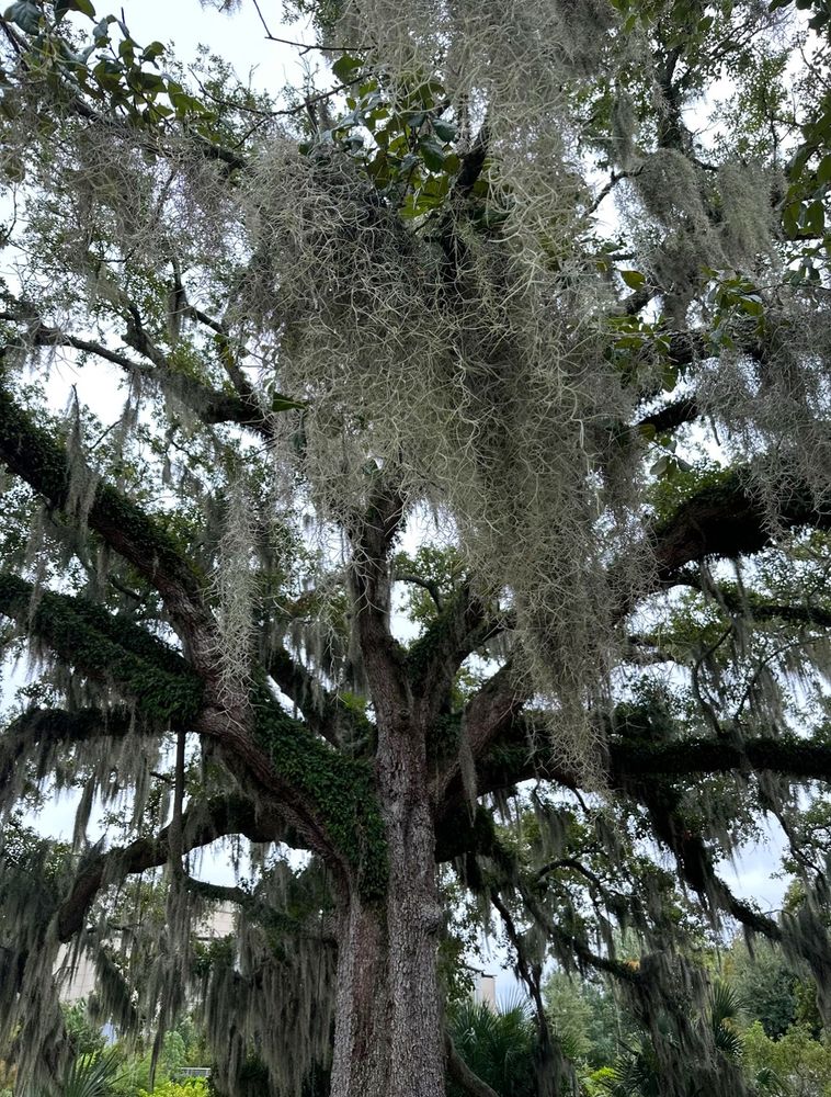 A magical oak at the Besthoff Sculpture Garden in New Orleans, with twisty branches reaching ground and sky. Peaceful, gothic fairy vibes. Draped with spanish moss
