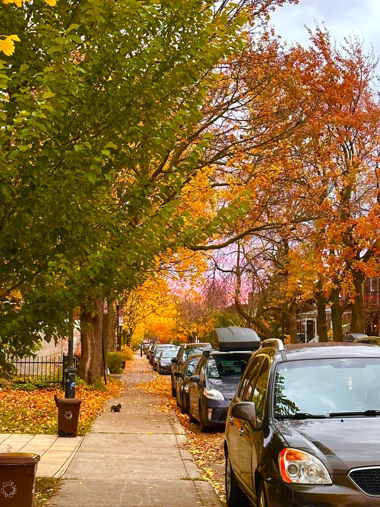 Street view with autumn trees sporting yellow, green, red, and rust coloured leaves. Sidewalk lined with yellow leaves , Street lined with cars . Little brown plastic compost bins on curb 
The magic though is the pink horizon barely noticeable for the trees 