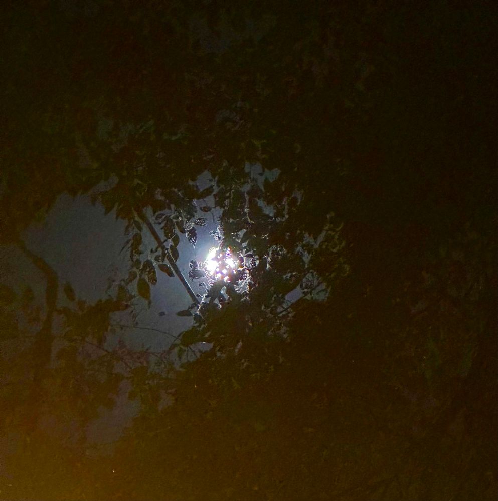 Full moon hiding behind the branches of a tree 