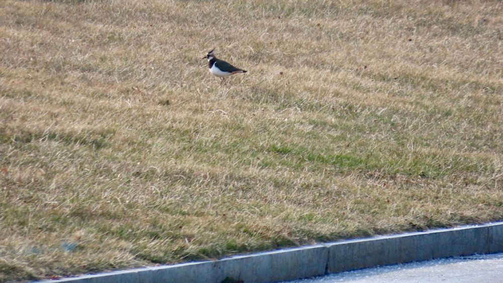 A vagrant Northern Lapwing roams the lawn at a sewage-treatment plant in south-eastern Massachusetts. It is a large, pigeon-like shorebird with a white belly, a broad black collar, and a unique black plume projecting upwards from its crown. 