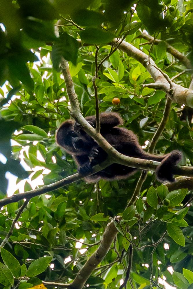 A closeup of a different black howler monkey walking on a branch in a jungle surrounded by green leaves. 