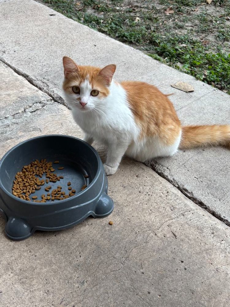 A picture of an orange and and white fluffy cat eating some kibble out of a food bowl