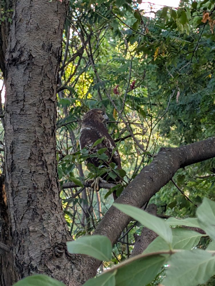 A brown hawk hanging out on a branch