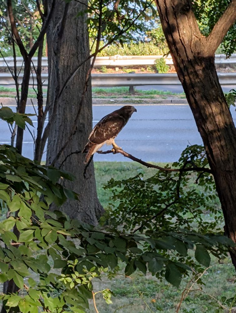 A brown hawk hanging out on a branch