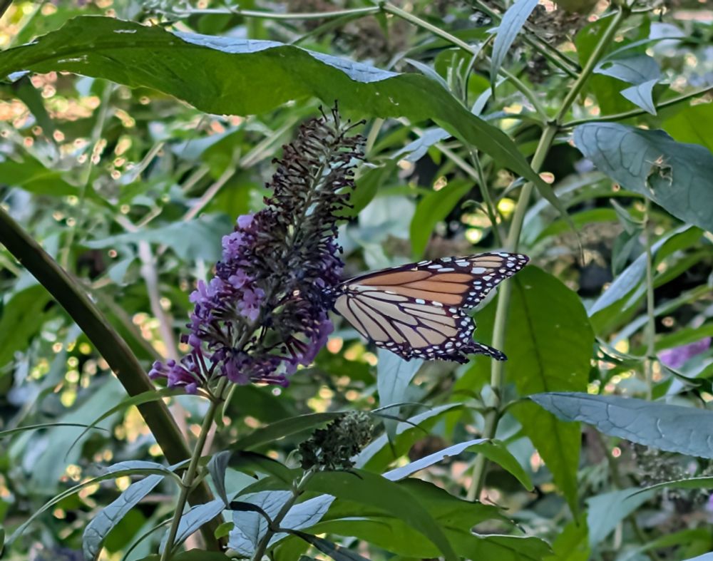 A monarch butterfly hanging out on a purple butterfly bush 