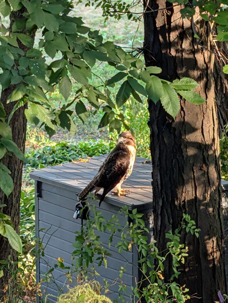 A brown hawk hanging out on a small shed thing 