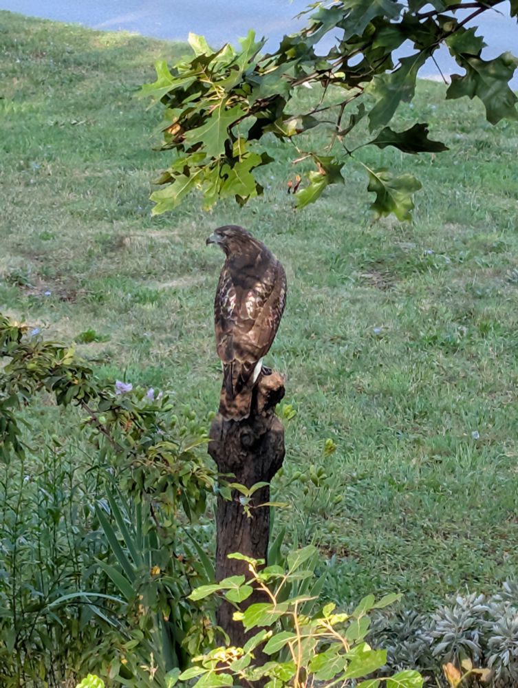 The profile of a brown hawk hanging out on a post
