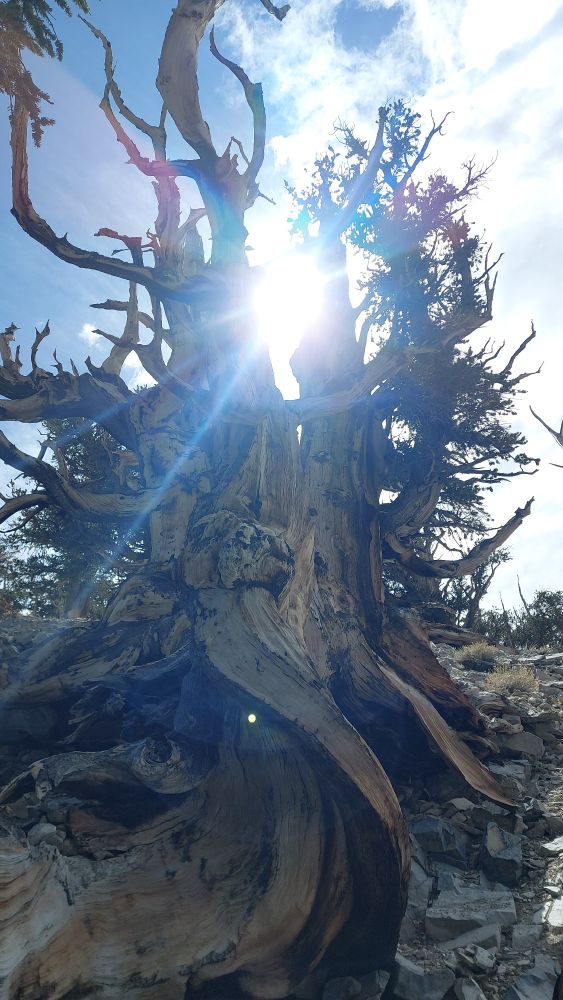 Gnarly Bristlecone pine with sunlight shining through branches.