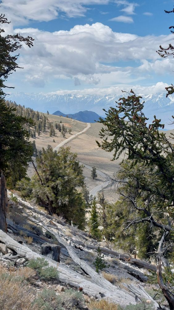 View of pines trees in Inyo mountains with Sierra Nevada mountains in distance.