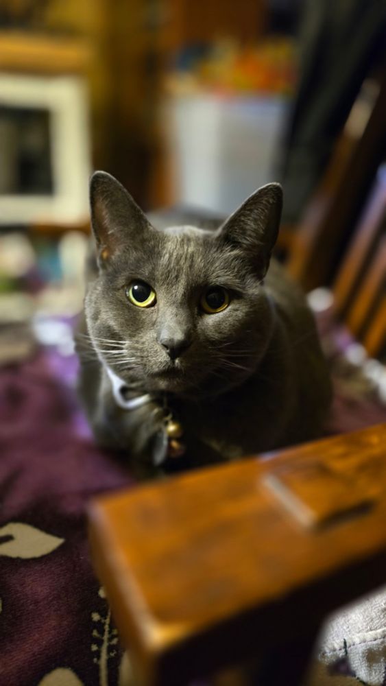 Grey cat on a wooden chair looking dramatic.