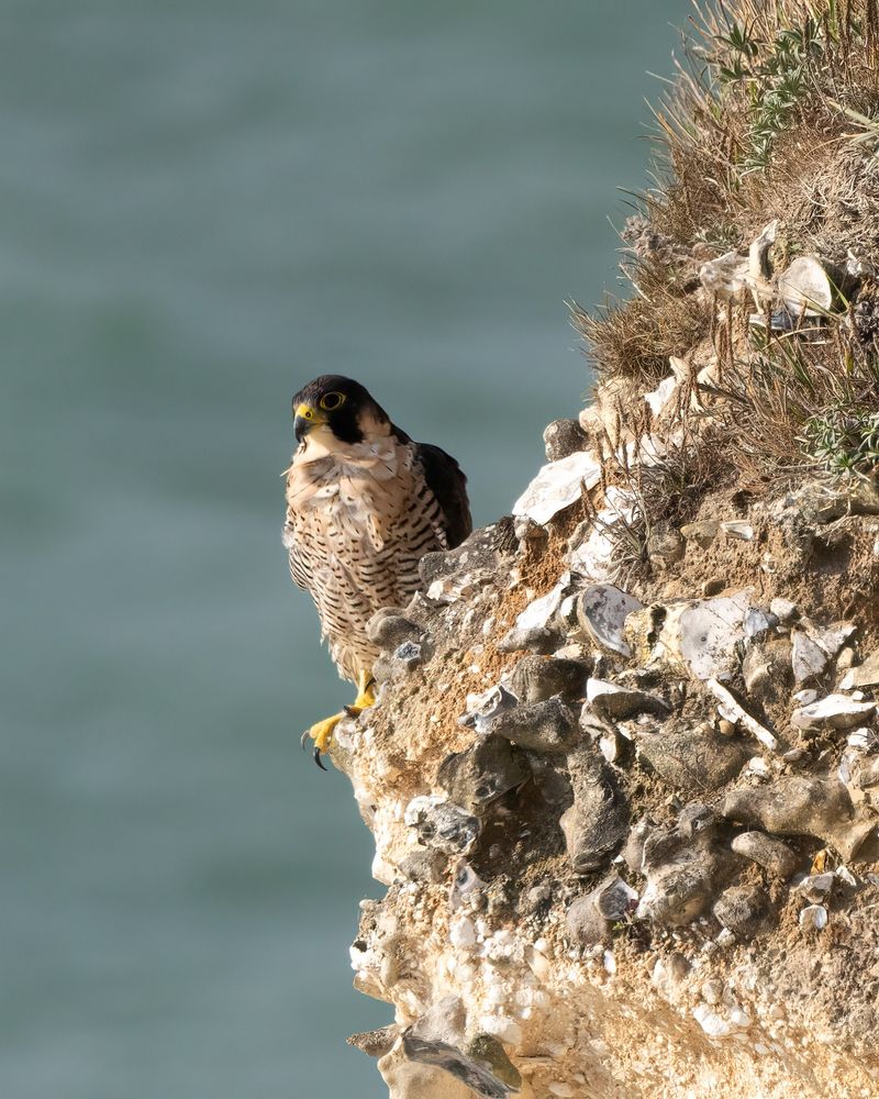 Peregrine sat on cliff