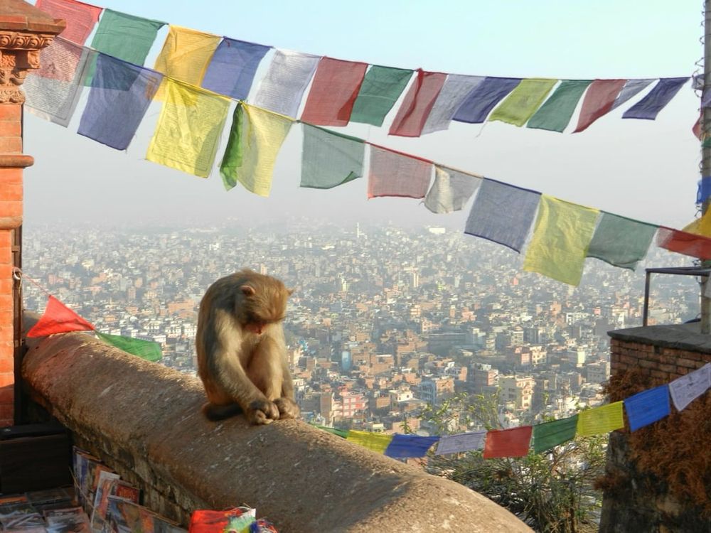 A monkey sits on a stone ledge overlooking a densely packed cityscape, with its head lowered and hands resting between its legs. Colorful prayer flags are strung overhead, fluttering in the wind. The scene includes red brick structures and a hazy sky in the background.