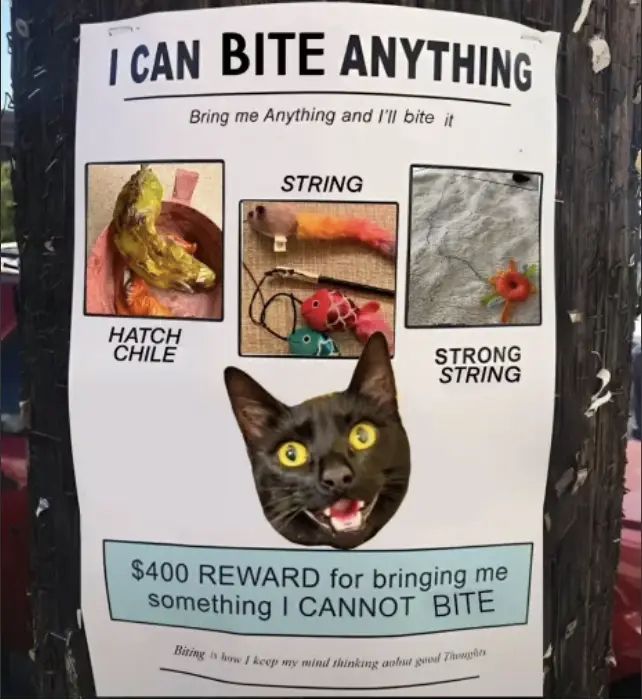 A flyer taped to a wooden pole features a bold headline: “I CAN BITE ANYTHING” with smaller text underneath saying “Bring me Anything and I’ll bite it.”

Three labeled images are shown:
	•	A roasted pepper labeled “Hatch Chile”
	•	A bundle of toys and cords labeled “String”
	•	A piece of fabric with a toy on it labeled “Strong String”

Below the images is a large photo of a wide-eyed black cat with its mouth open, as if ready to bite.

Text at the bottom reads: ”$400 REWARD for bringing me something I CANNOT BITE” followed by smaller text: “Biting is how I keep my mind thinking actual good Thoughts.”