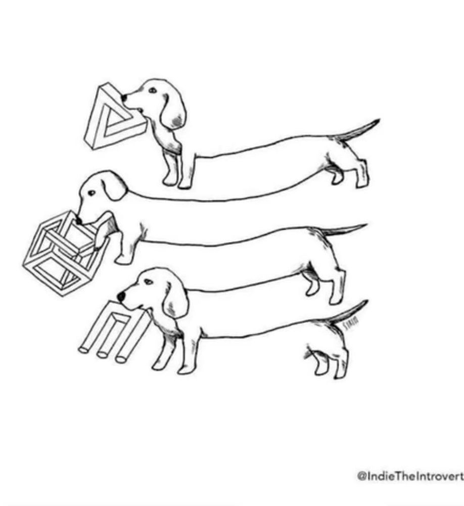 A black and white drawing of three dachshunds arranged vertically, each holding a different optical illusion object in its mouth, and the dogs themselves drawn as if a single line optical illusion. The top dog holds a Penrose triangle, the middle dog holds a Necker cube, and the bottom dog holds a Penrose trident. The dogs’ bodies are elongated in an exaggerated cartoon style. The artwork is signed “@IndieTheIntrovert” in the bottom right corner.