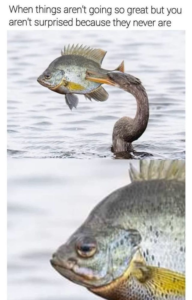 The image shows two panels of a bird holding a fish in its beak. The fish has a resigned, unimpressed expression on its face, with the bird’s long neck curving around as it holds the fish out of the water. The top panel displays the whole scene, while the bottom panel is a close-up of the fish’s face, emphasizing its expression. 

The text at the top of the image reads: "When things aren’t going so great but you aren’t surprised because they never are." The humor stems from the fish's unbothered and tired look, fitting the sentiment of the caption.