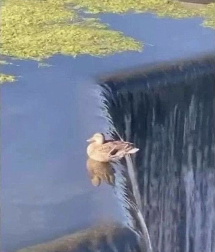 An image of mallard duck sitting and looking away from a waterfall directly behind it 