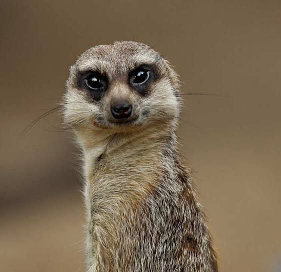 An offended looking meerkat staring at the camera 