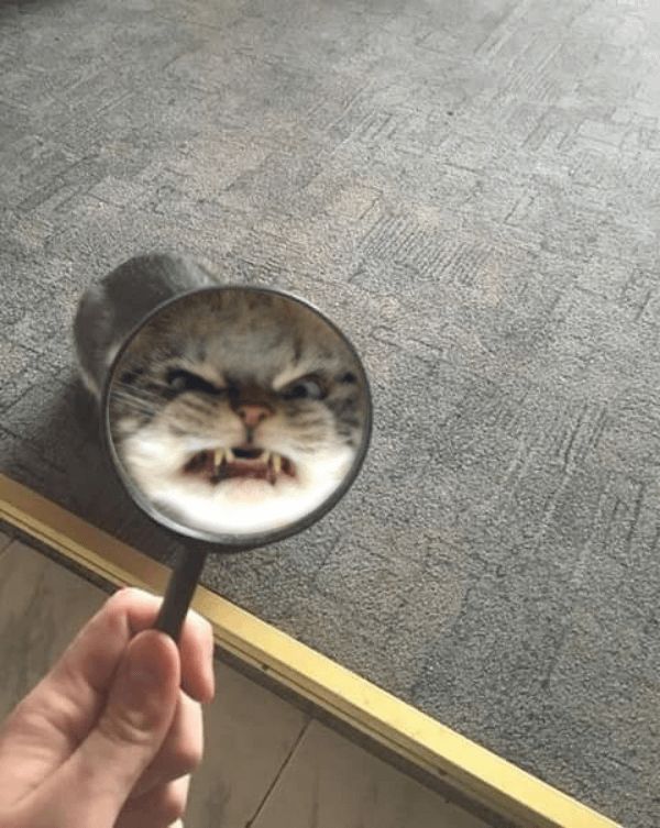 A person holds a magnifying glass in front of a cat’s face, distorting the cat’s expression to look exaggeratedly angry and fierce, with enlarged fangs and a snarling mouth. 
