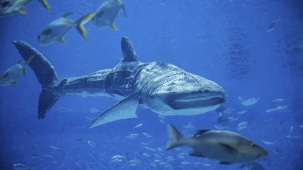 Robotic whale shark lands Chinese aquarium in hot water