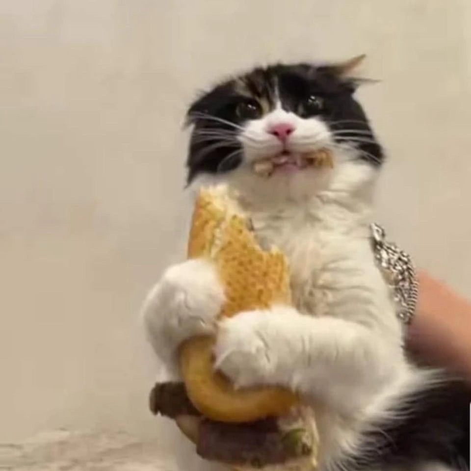 A fluffy black and white cat is being held upright by a person and appears to be clutching a large sandwich with both front paws. The cat has food in its mouth and a wide-eyed, startled expression. The sandwich includes a sesame bun and visible layers of meat and possibly vegetables.